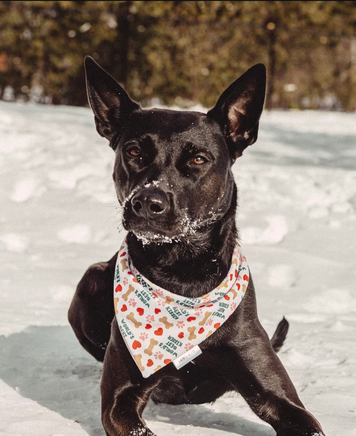 World’s Best Kisser: 2 in 1 Pup Bandana
