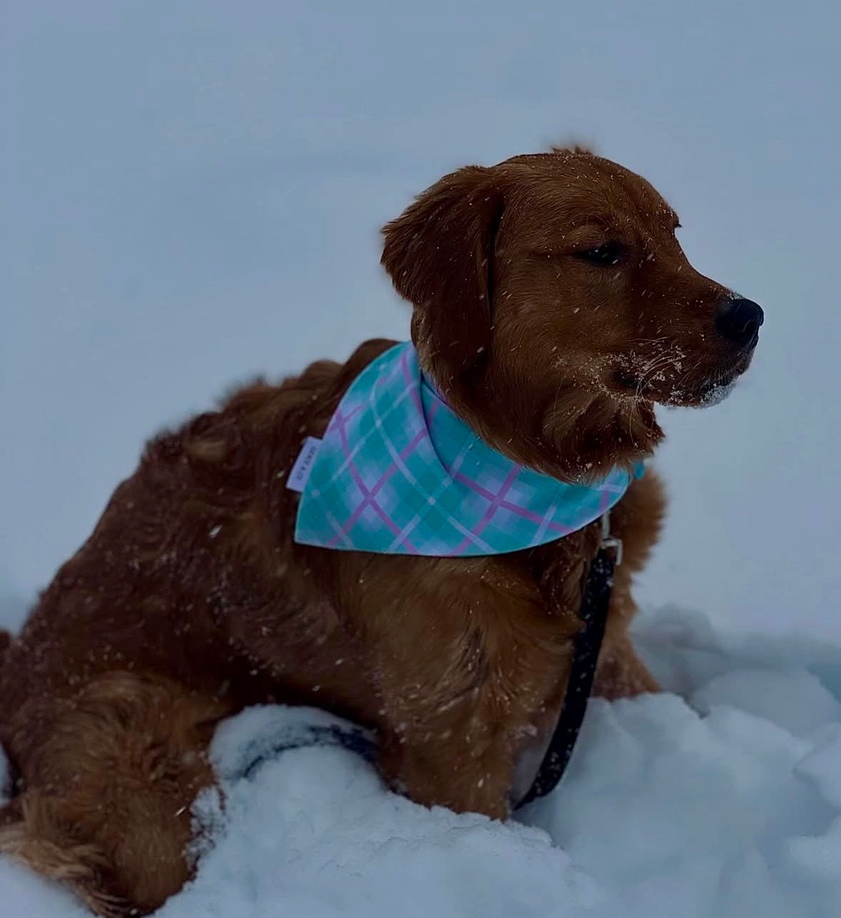 I’m A Sucker For You; 2 in 1 Pup Bandana