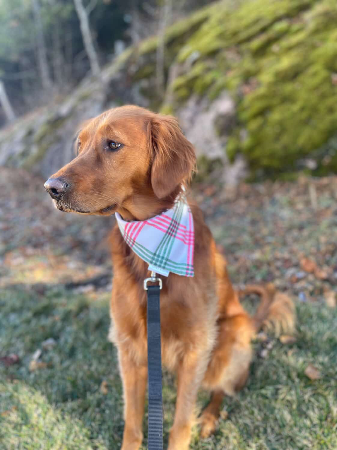 Bark Humbug: 2 in 1, double sided dog bandana