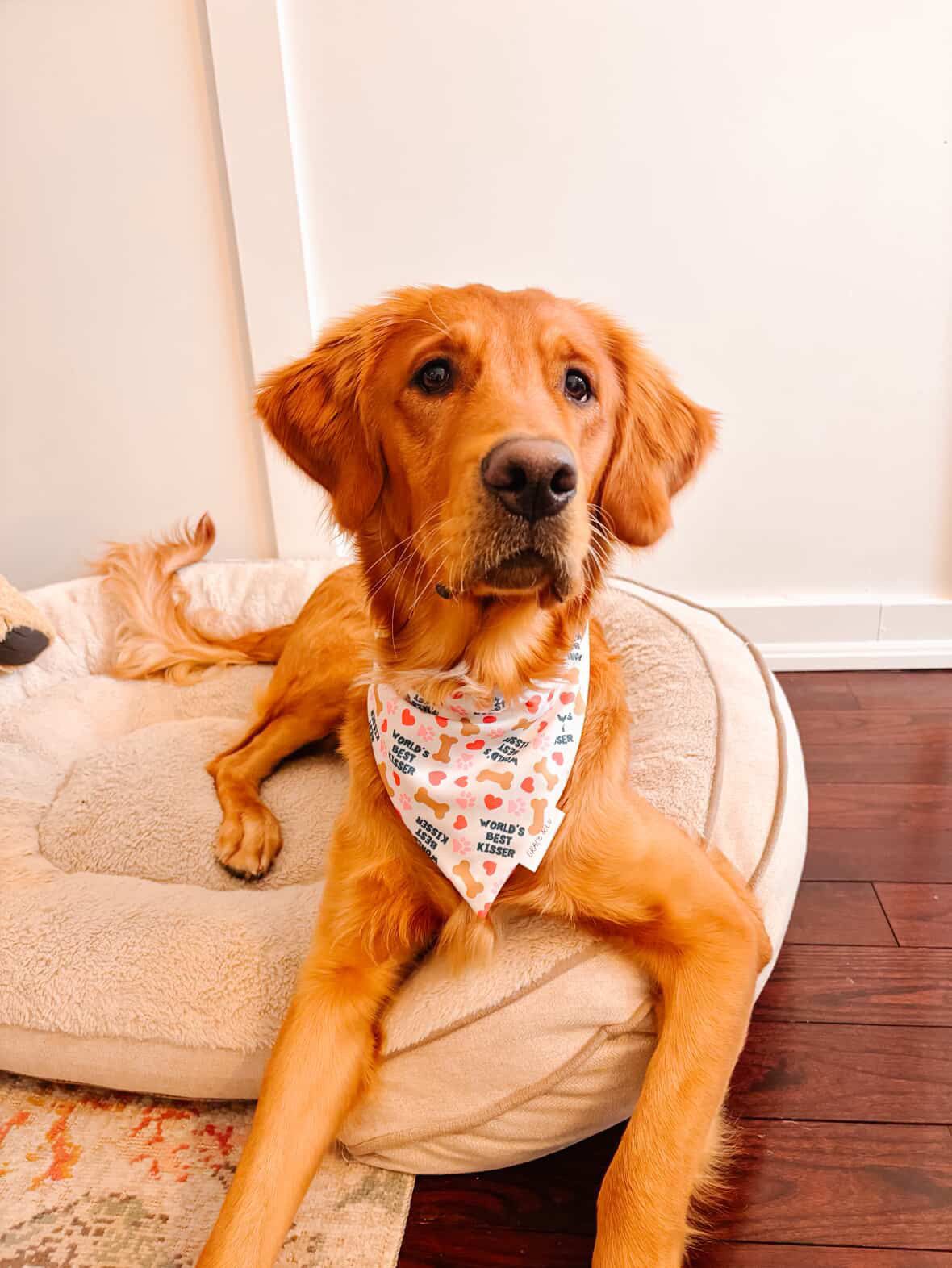 World’s Best Kisser: 2 in 1 Pup Bandana