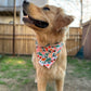 Just Peachy, 2 in 1 dog bandana: water resistant