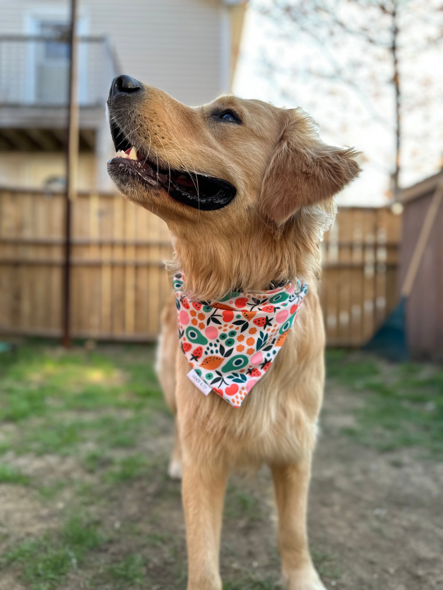 Just Peachy, 2 in 1 dog bandana: water resistant