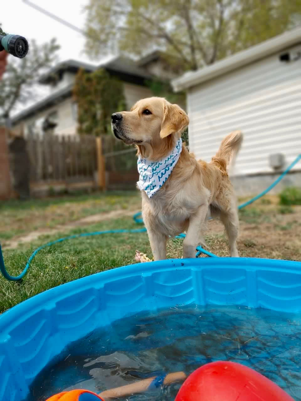 Meet Me At The Ocean, 2 in 1 dog bandana: water resistant