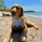 Meet Me At The Ocean, 2 in 1 dog bandana: water resistant