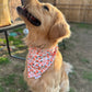 Just Peachy, 2 in 1 dog bandana: water resistant