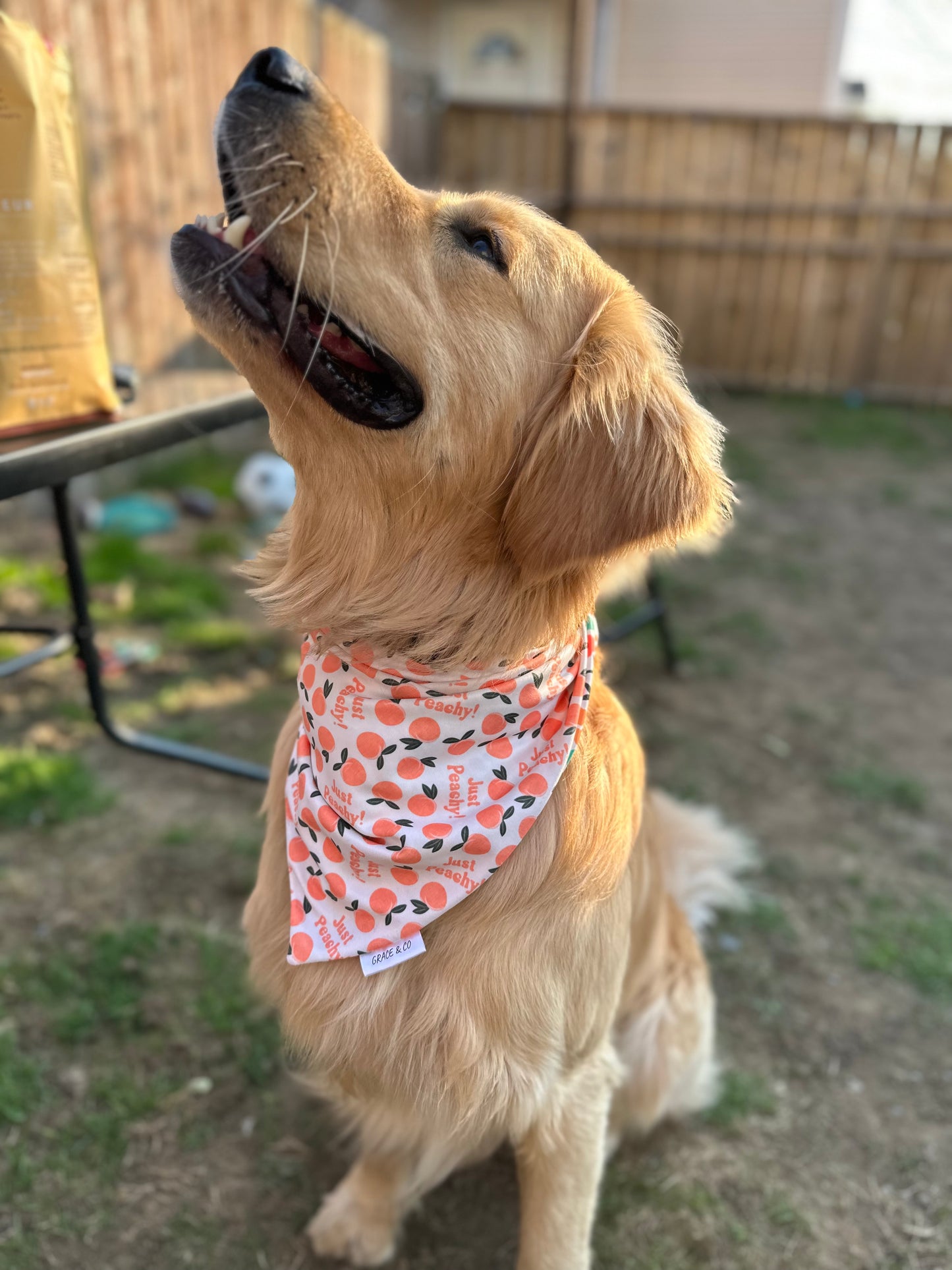 Just Peachy, 2 in 1 dog bandana: water resistant