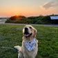 Meet Me At The Ocean, 2 in 1 dog bandana: water resistant