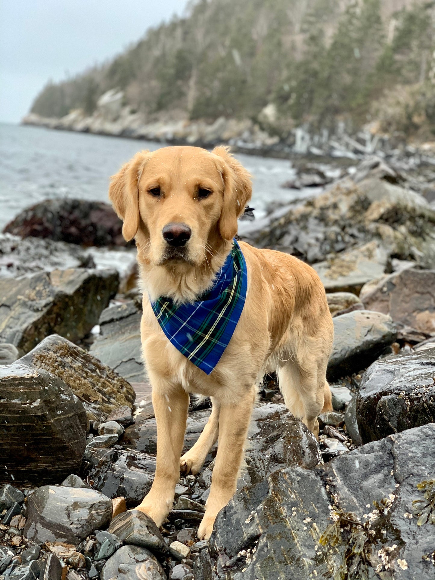 Nova Scotia Tartan Bandana ** COTTON**