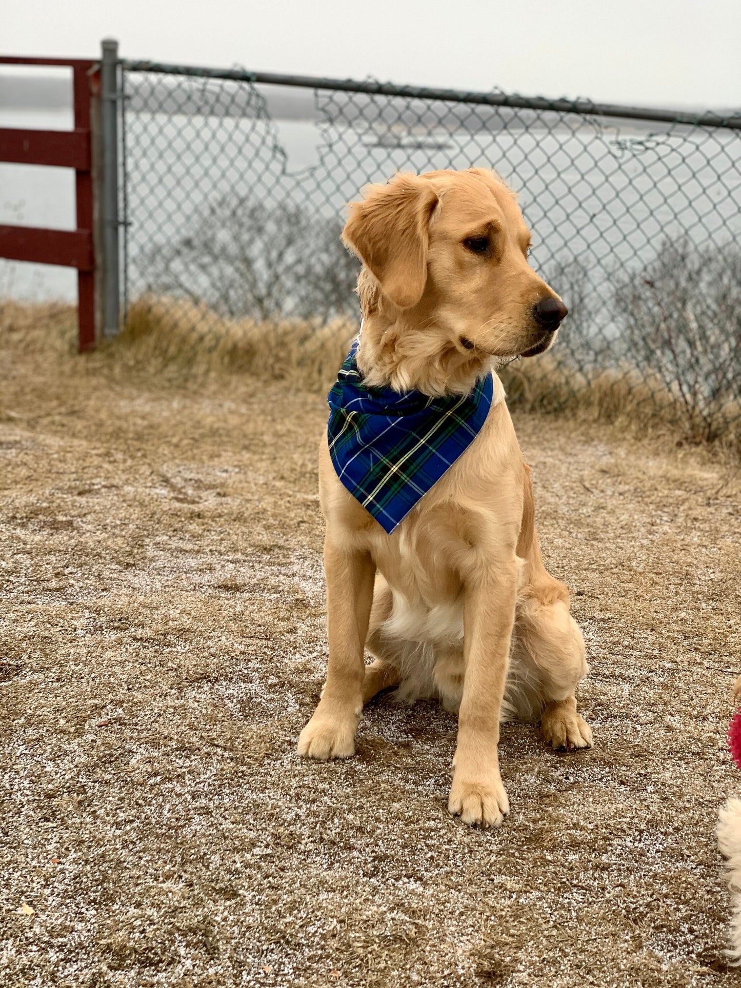 Nova Scotia Tartan Bandana ** COTTON**