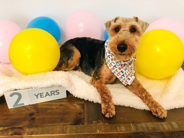 It’s My PAW-TY BANDANA