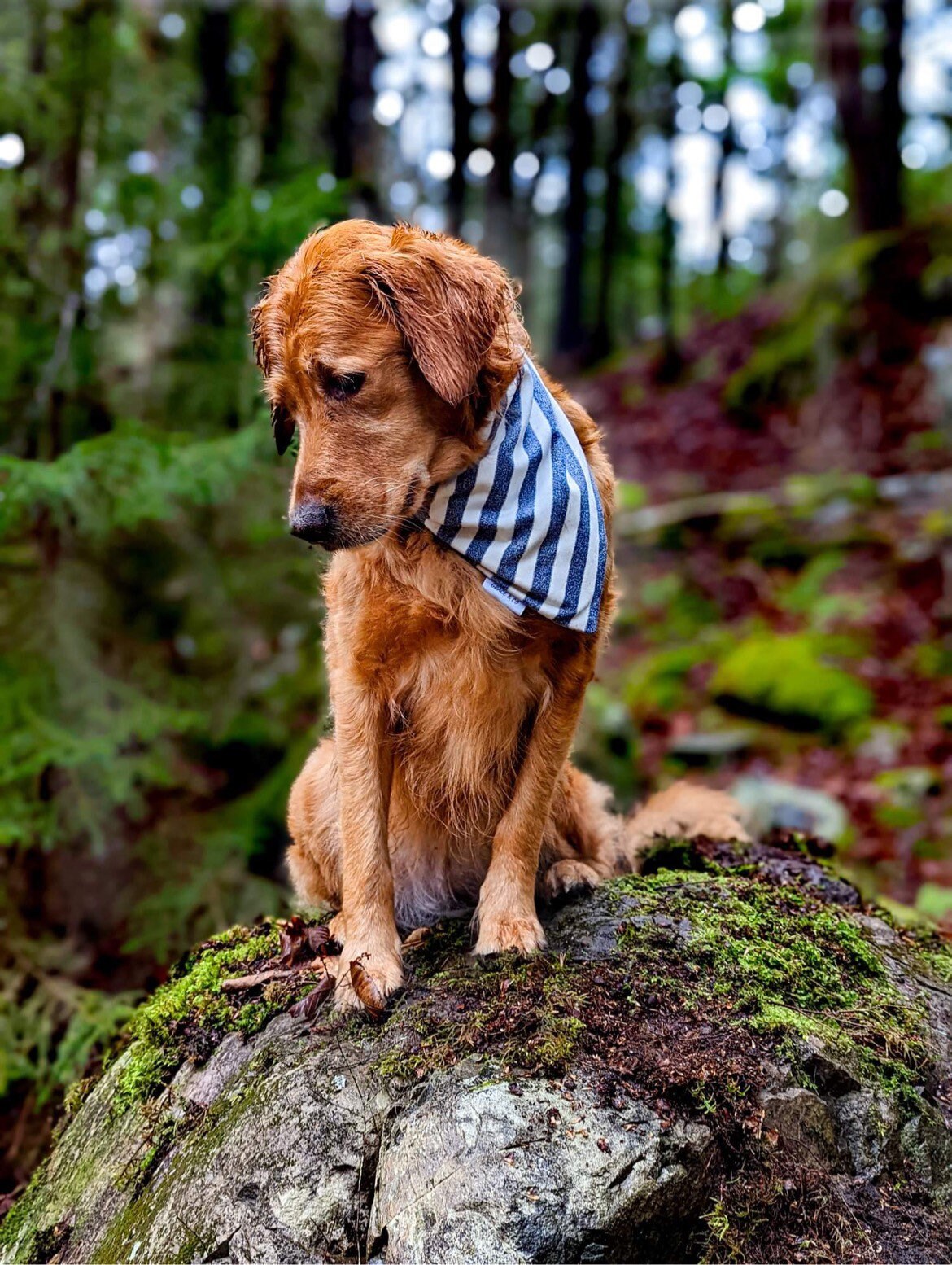 Classic Stripes Bandana