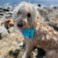 SWIM: Beach Bum Bandana