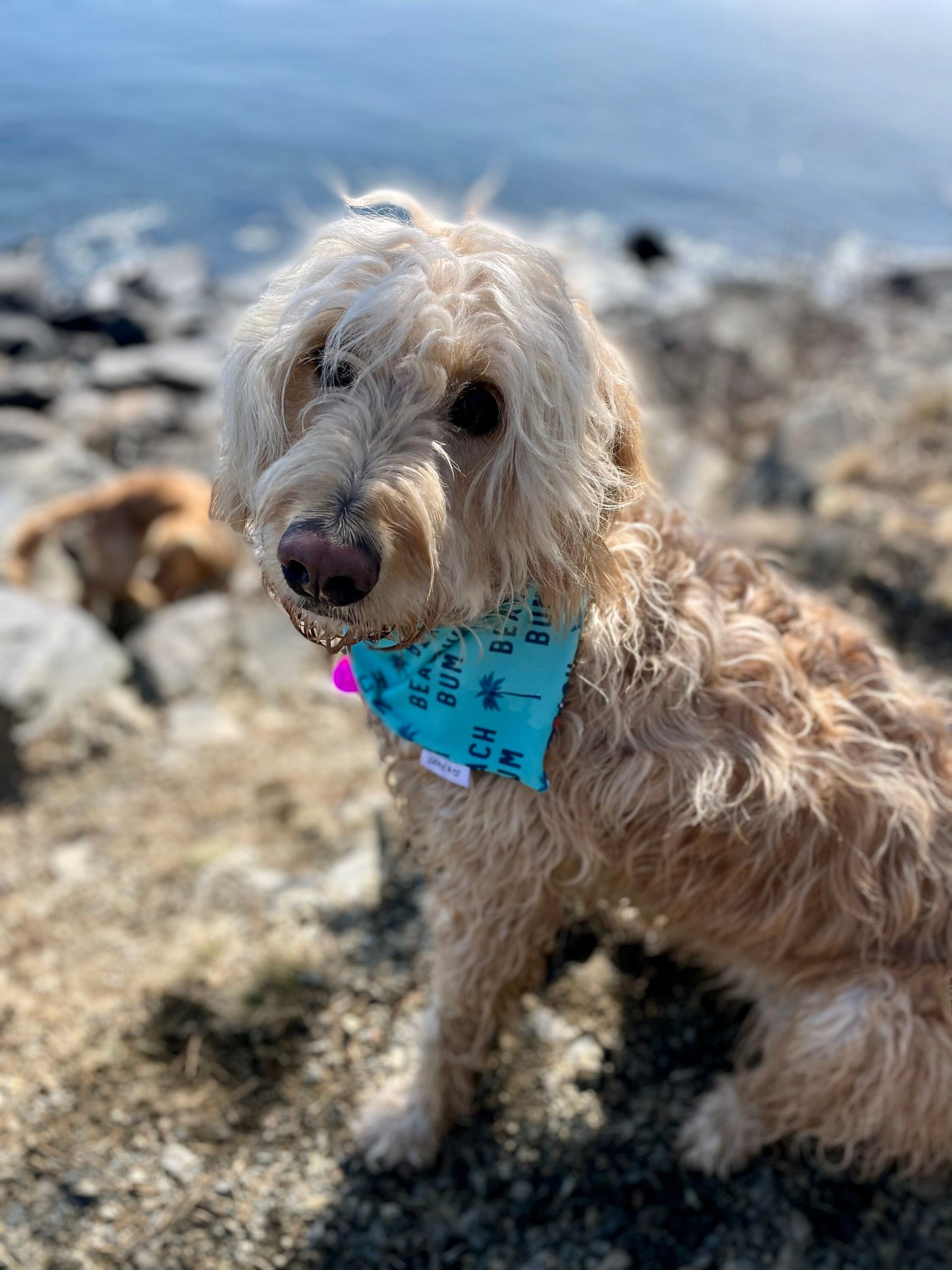 SWIM: Beach Bum Bandana