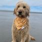SWIM: Momma’s Sunflower