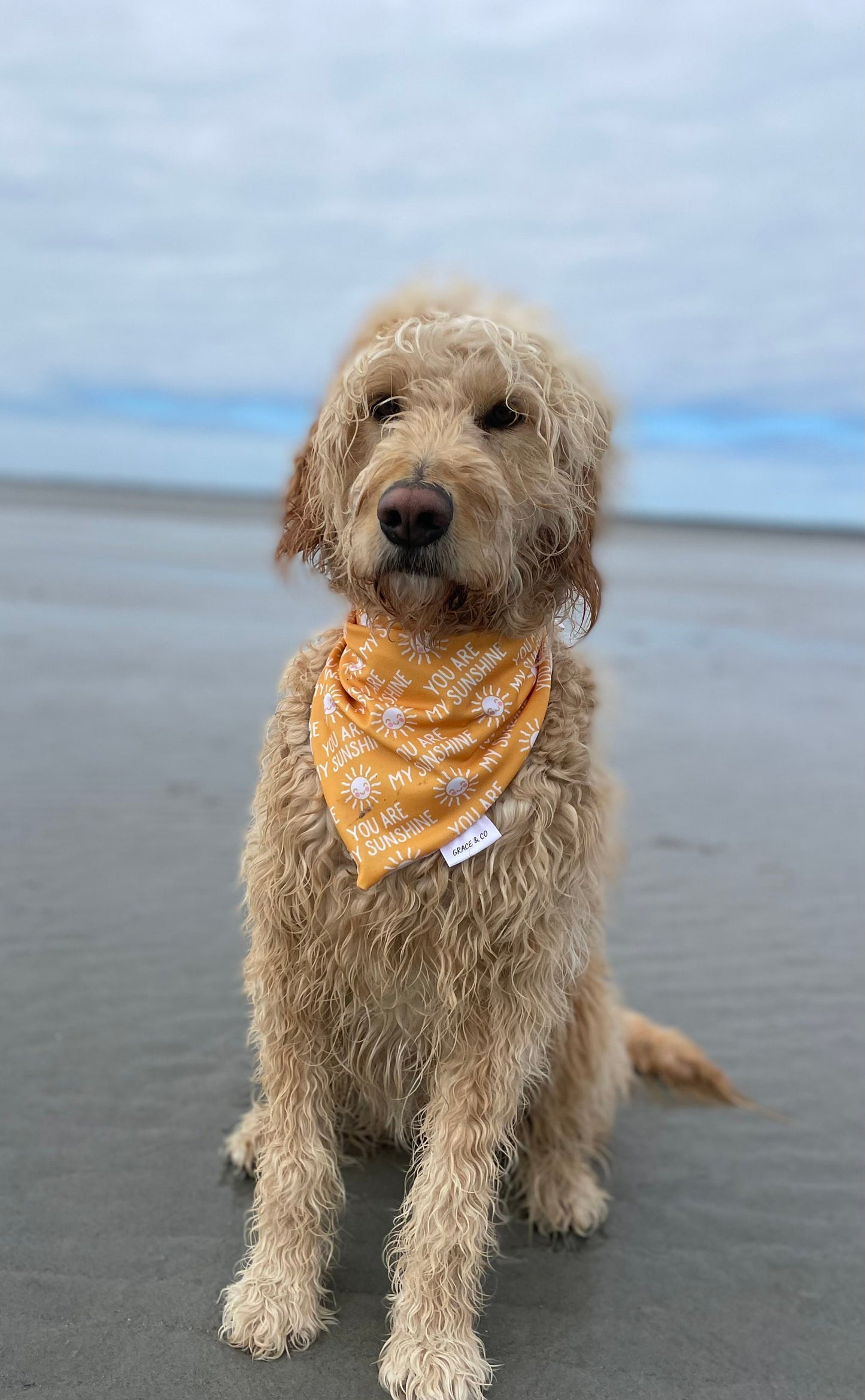 SWIM: Momma’s Sunflower