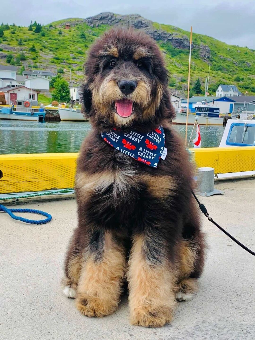 SWIM BANDANA: Lobster Lover