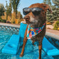 SWIM: Pup Pool Party Bandana