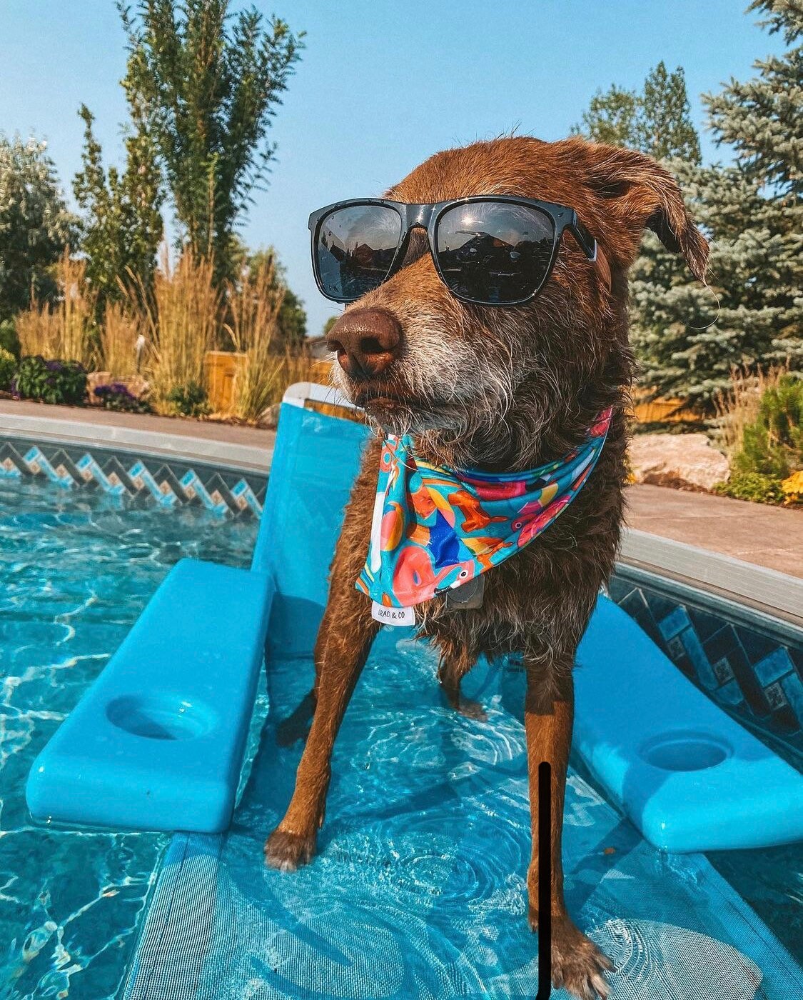 SWIM: Pup Pool Party Bandana