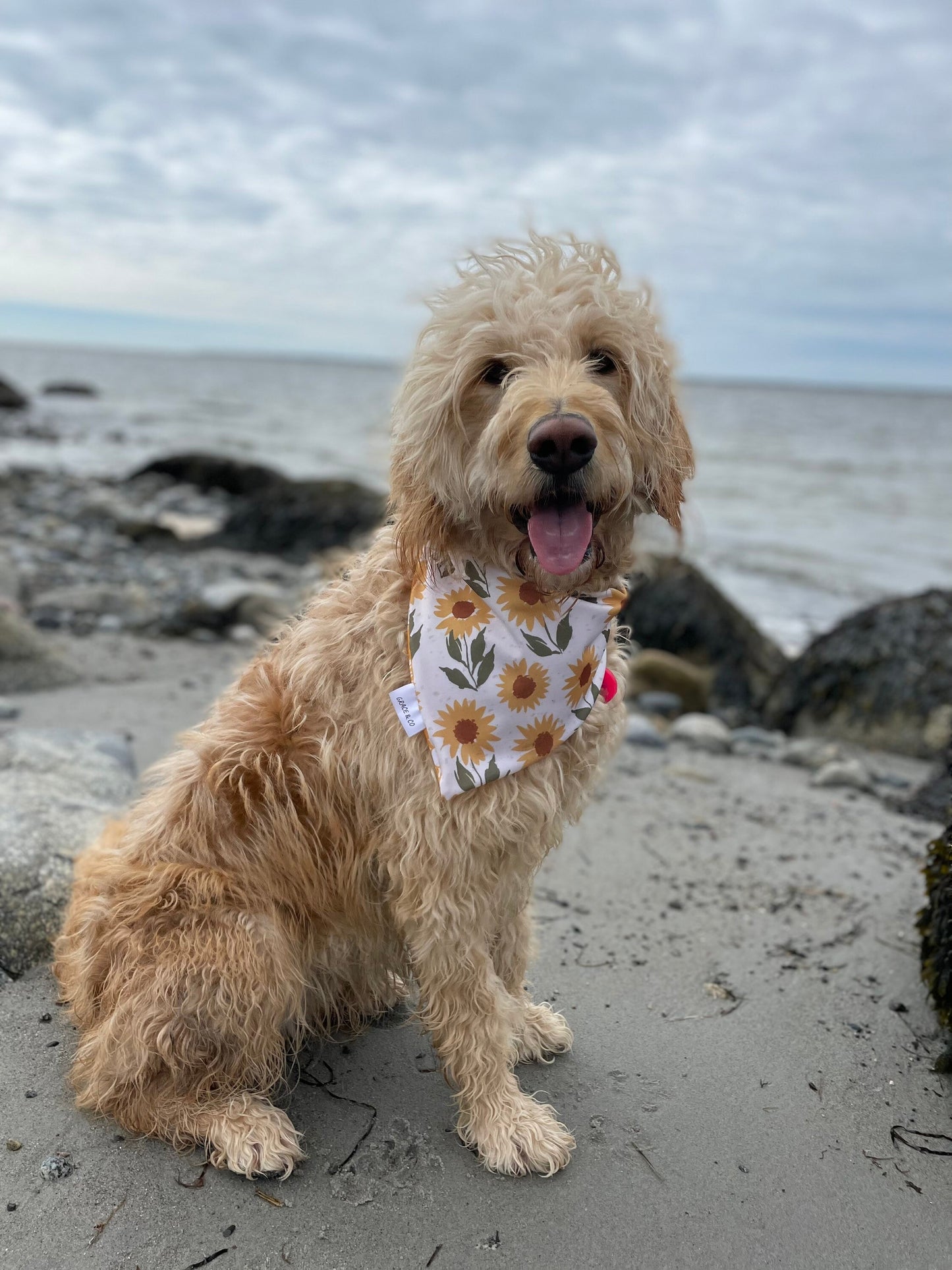 SWIM: Momma’s Sunflower
