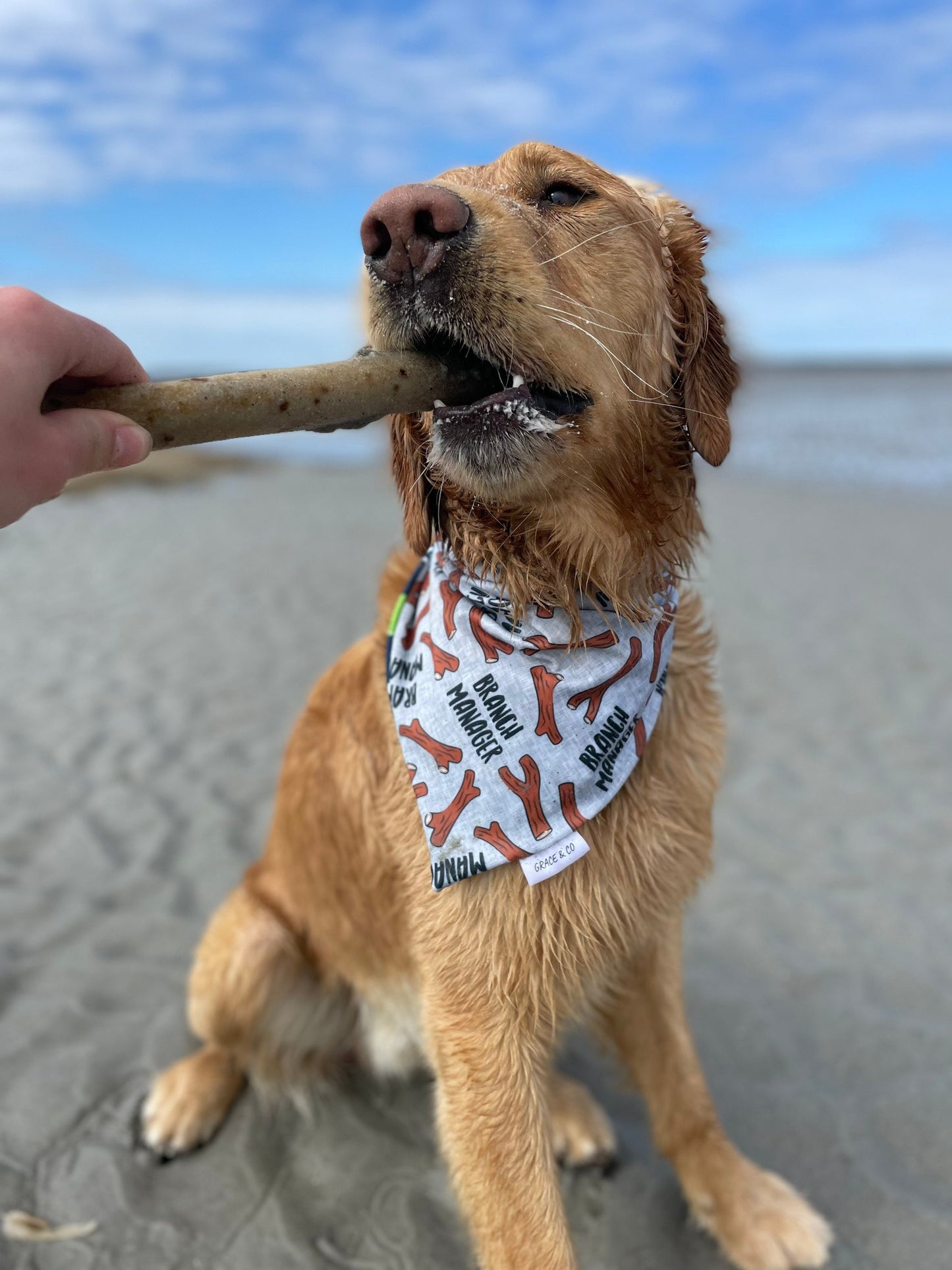 SWIM: Ball is Life / Branch Manager