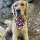 Squirrel Patrol, 2 in 1 Dog Bandana