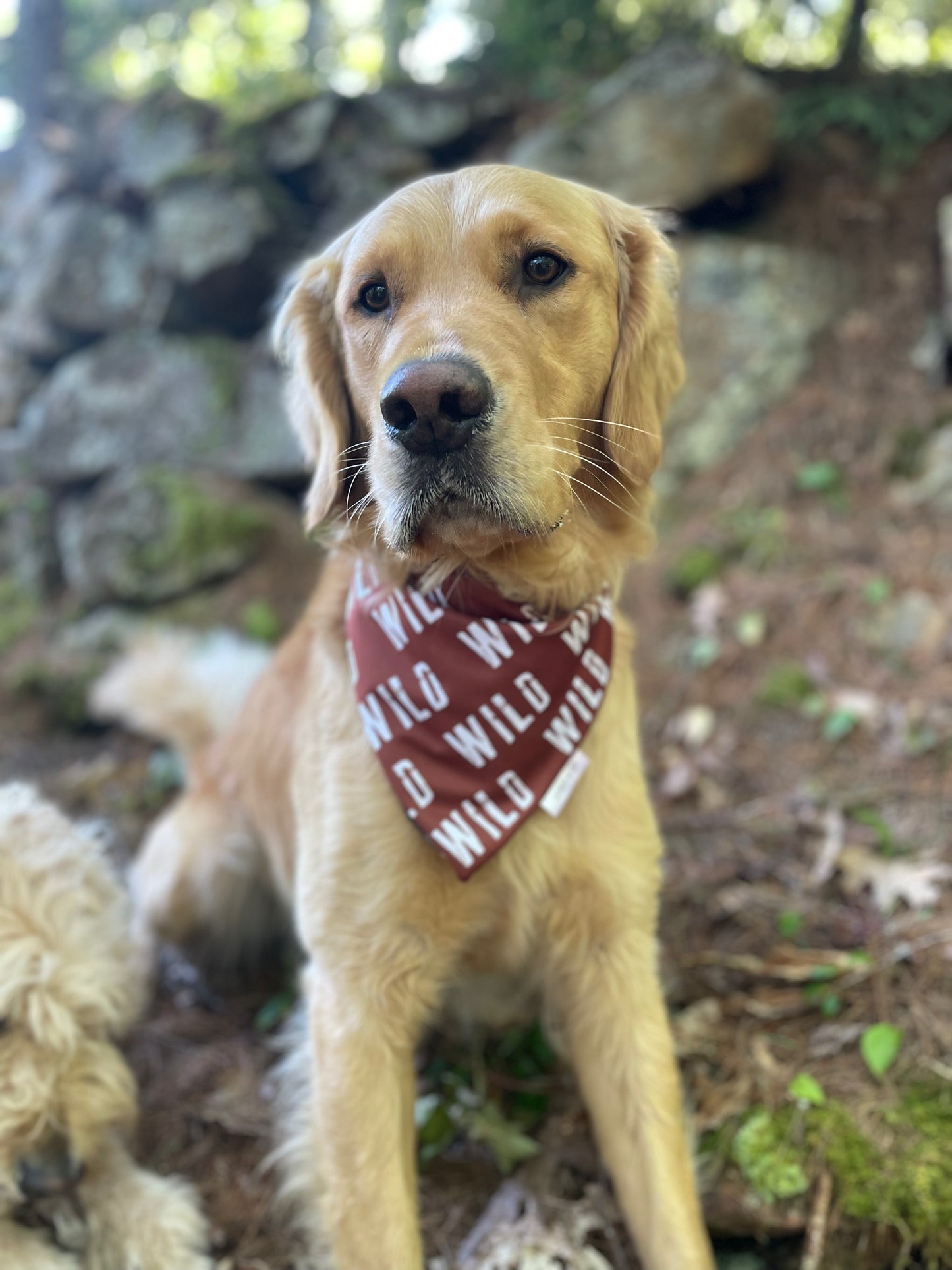 Squirrel Patrol, 2 in 1 Dog Bandana
