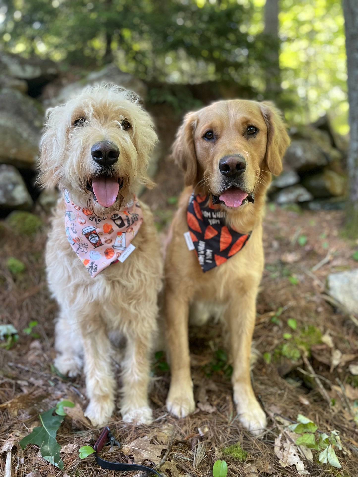 Pumpkin Spice & Everything Nice; 2 in 1 Fall Themed Dog Bandana