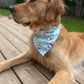White Paws Bandana