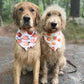 Apple Pickin': 2 in 1 Fall Pup Bandana