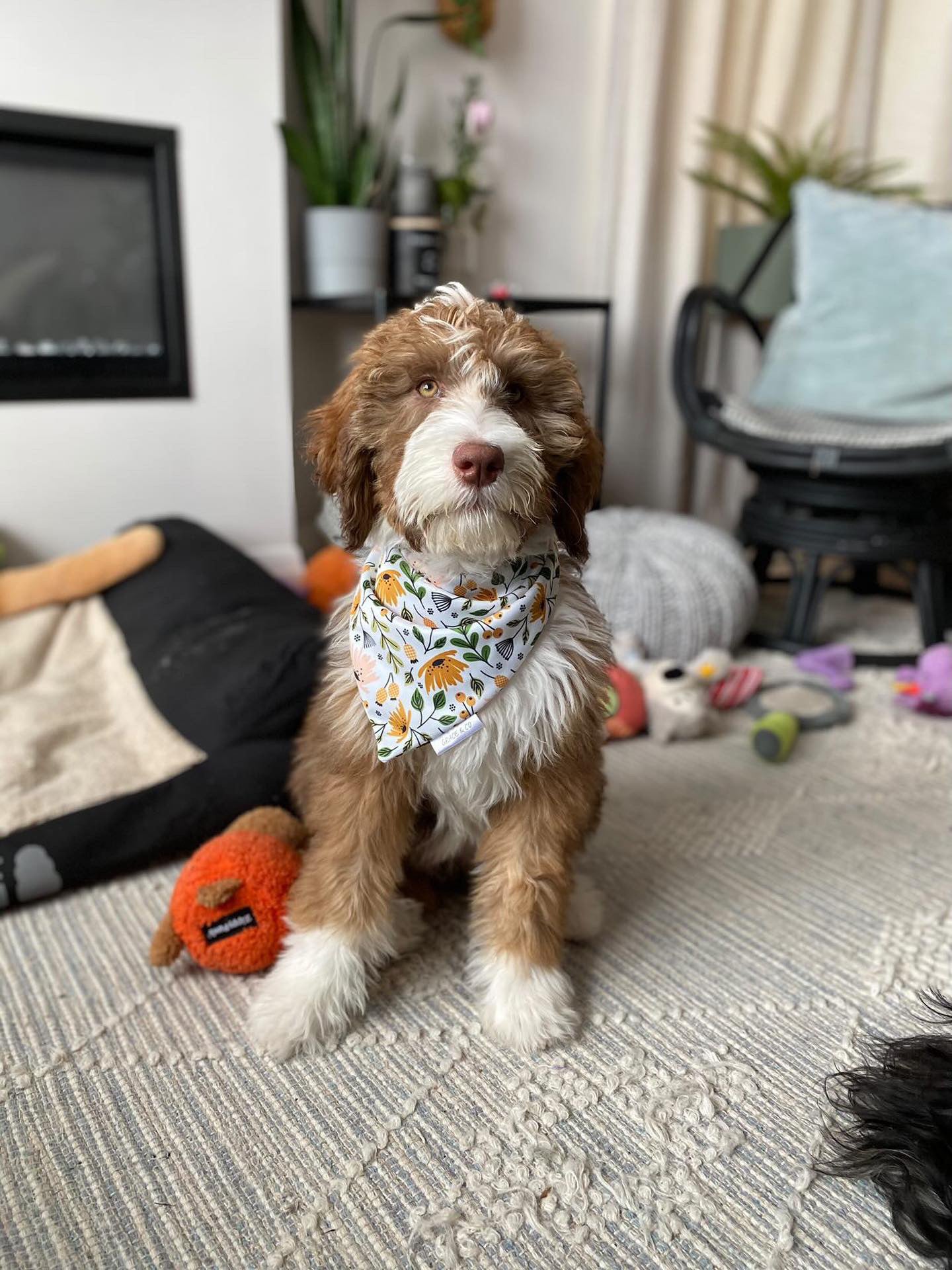 Spring Flowers and Butterflies, Double Sided Dog Bandana w/ Brass Snaps