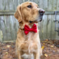 Christmas Bow Ties