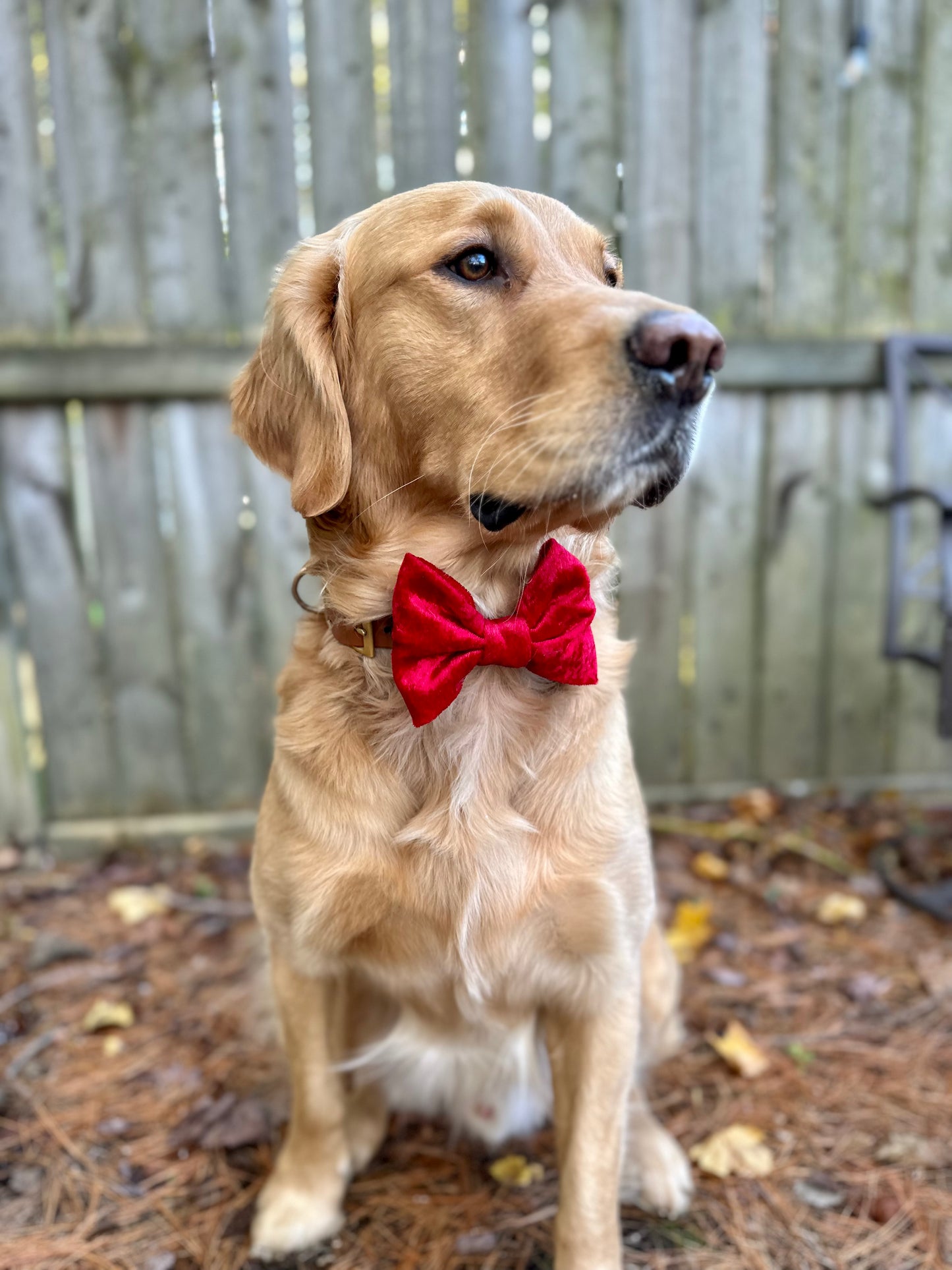 Christmas Bow Ties