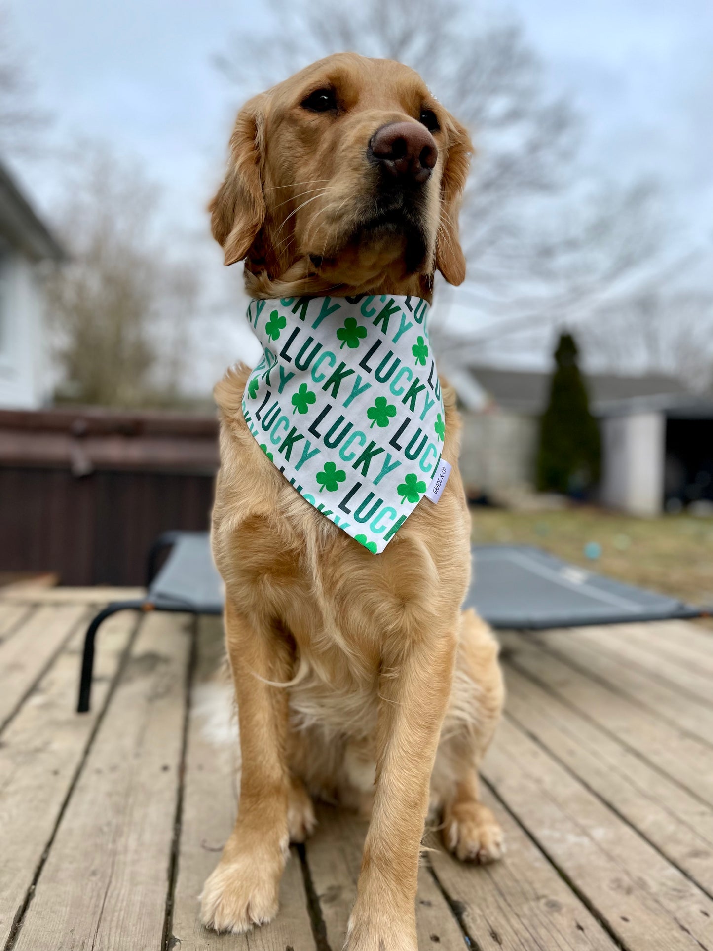 Lucky Pups, Double Sided Bandana w/ Brass Snaps