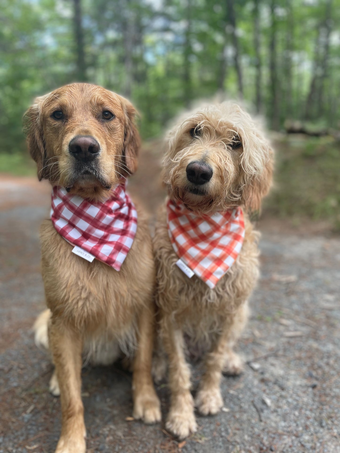 Apple Pickin': 2 in 1 Fall Pup Bandana