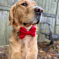 Christmas Bow Ties