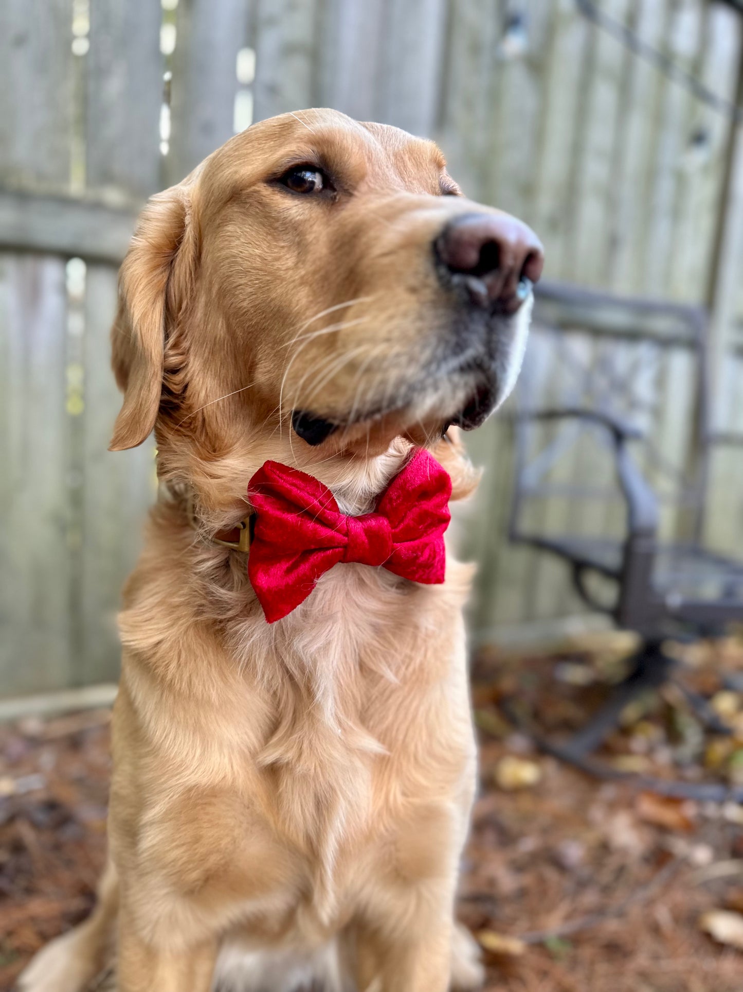 Christmas Bow Ties