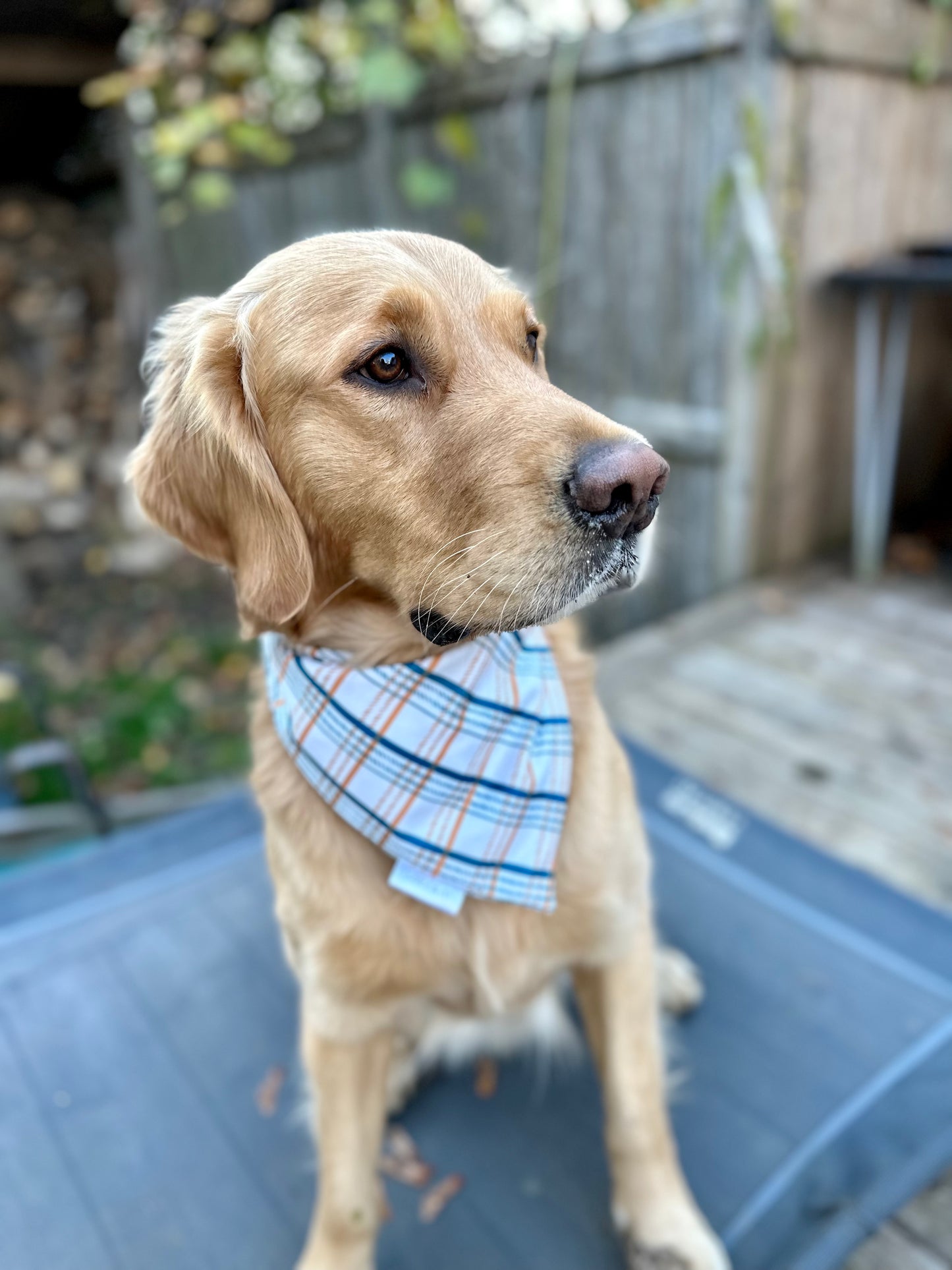 Snowboarding SnowMen & Gingerbread Man