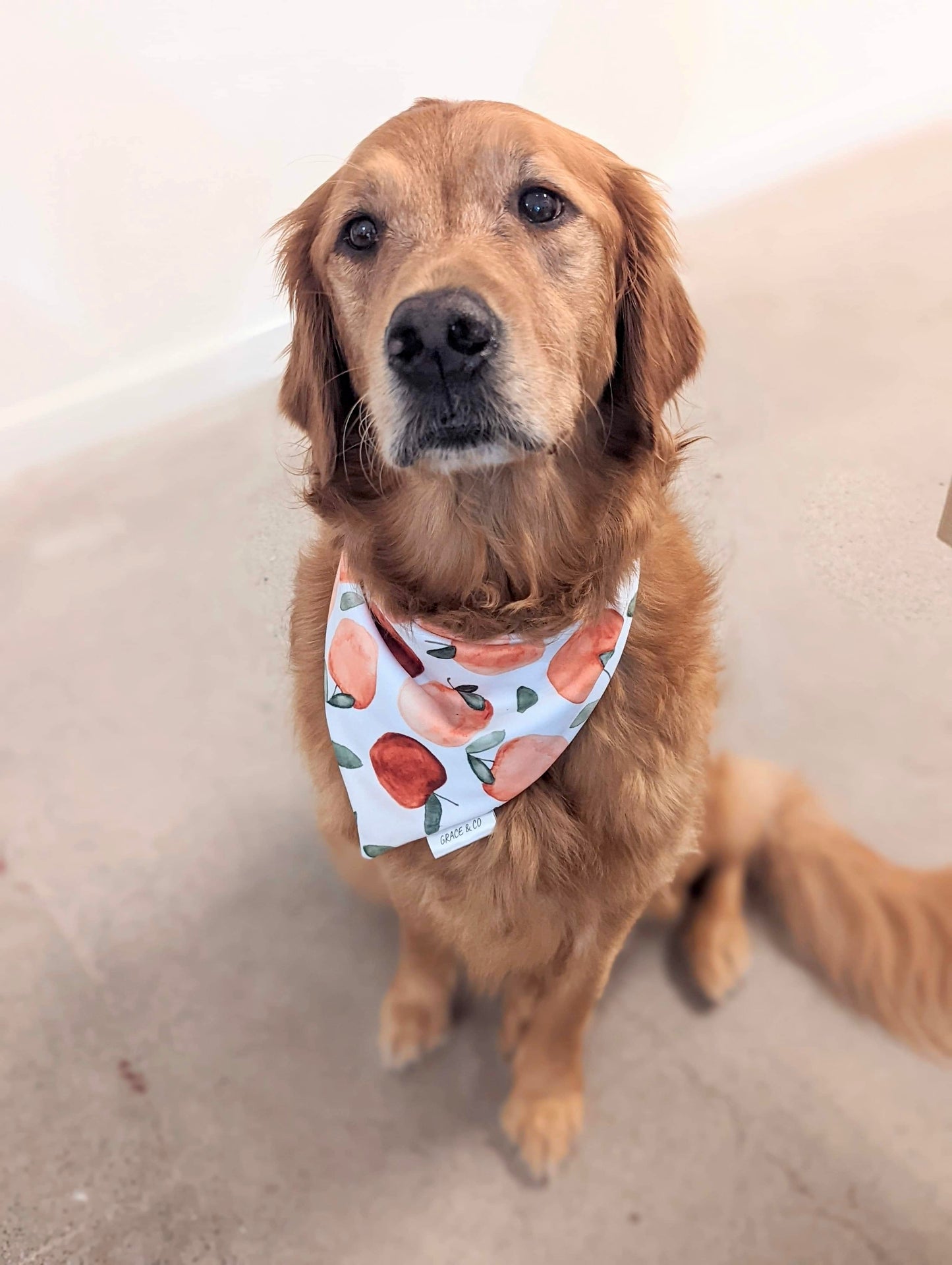 Apple Pickin': 2 in 1 Fall Pup Bandana