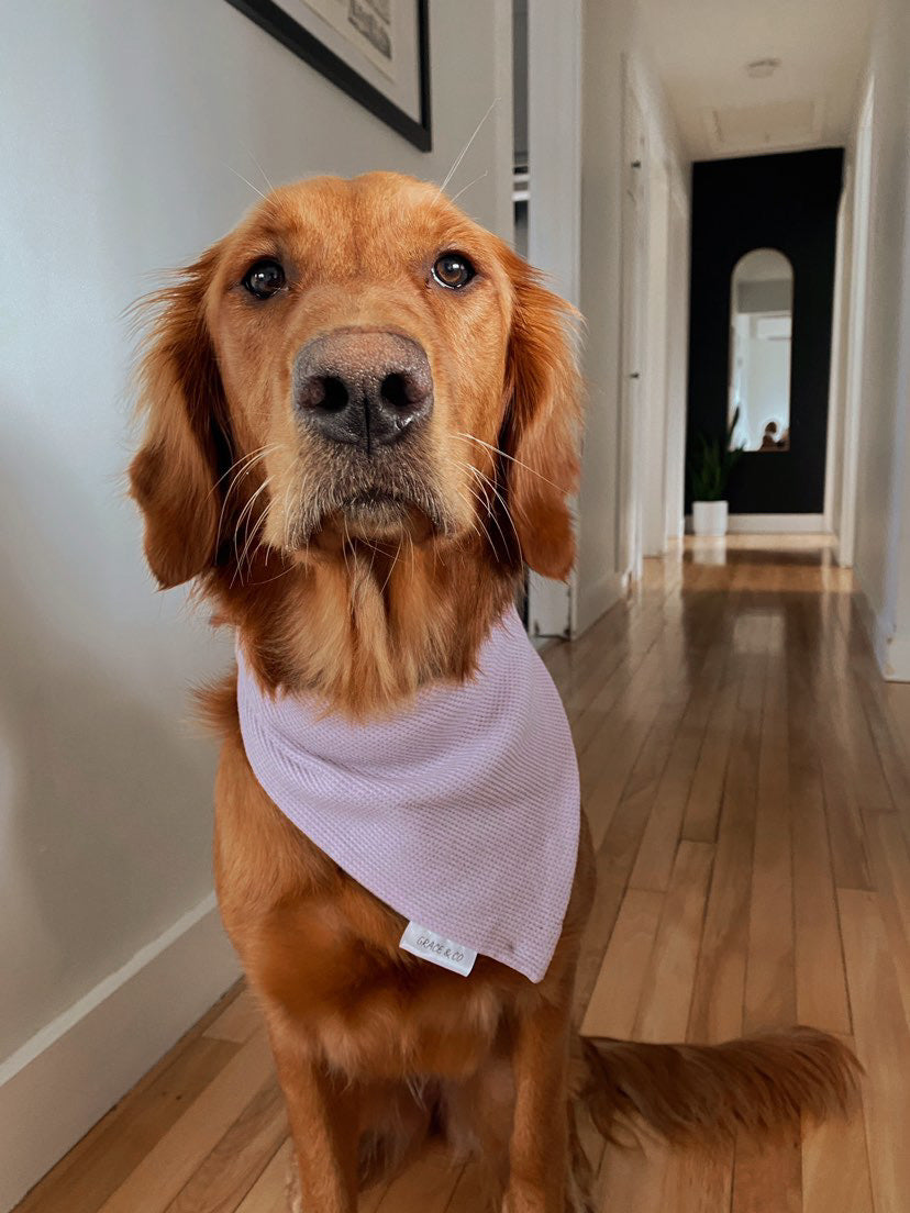 Baby Blue / Lavender Waffle Knit Bandana w/ Brass Snaps