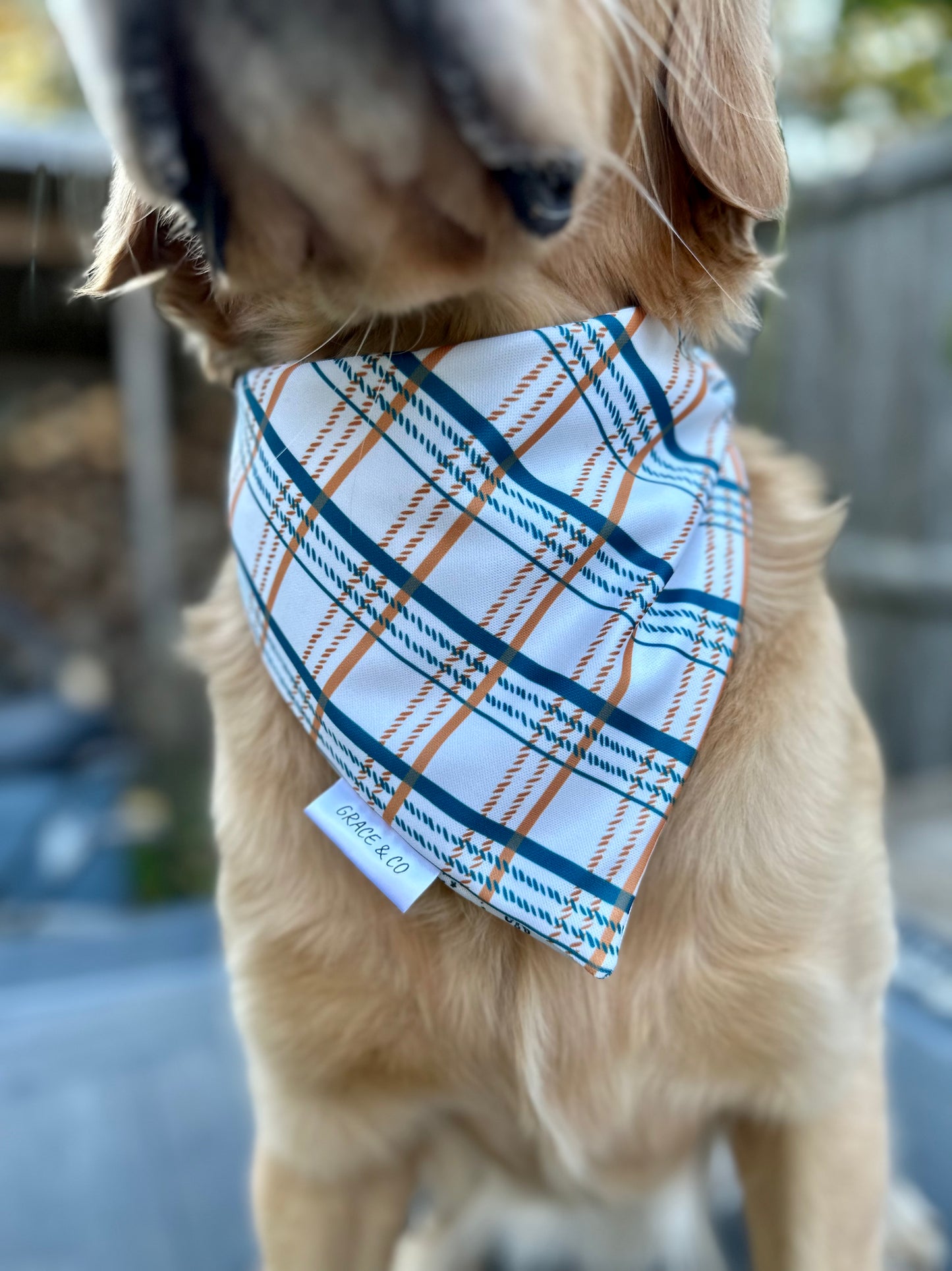 Snowboarding SnowMen & Gingerbread Man