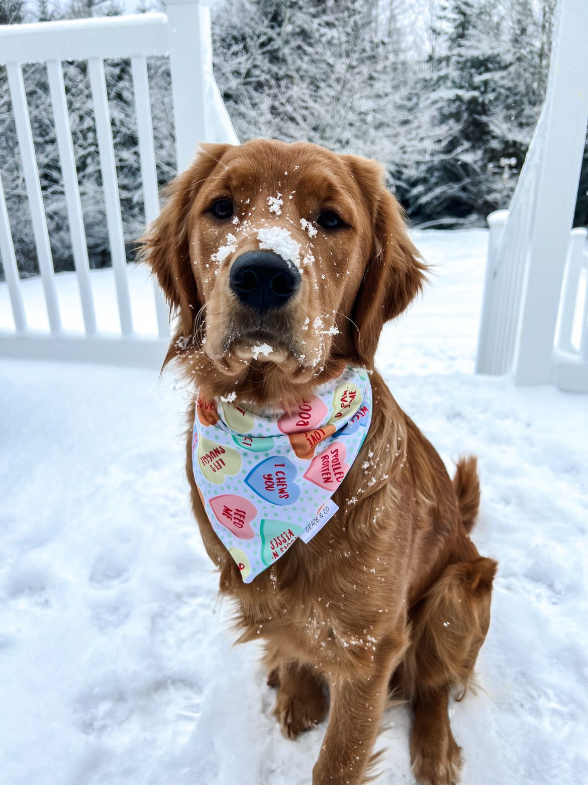 Pup Love Candy Hearts