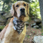 Squirrel Patrol, 2 in 1 Dog Bandana