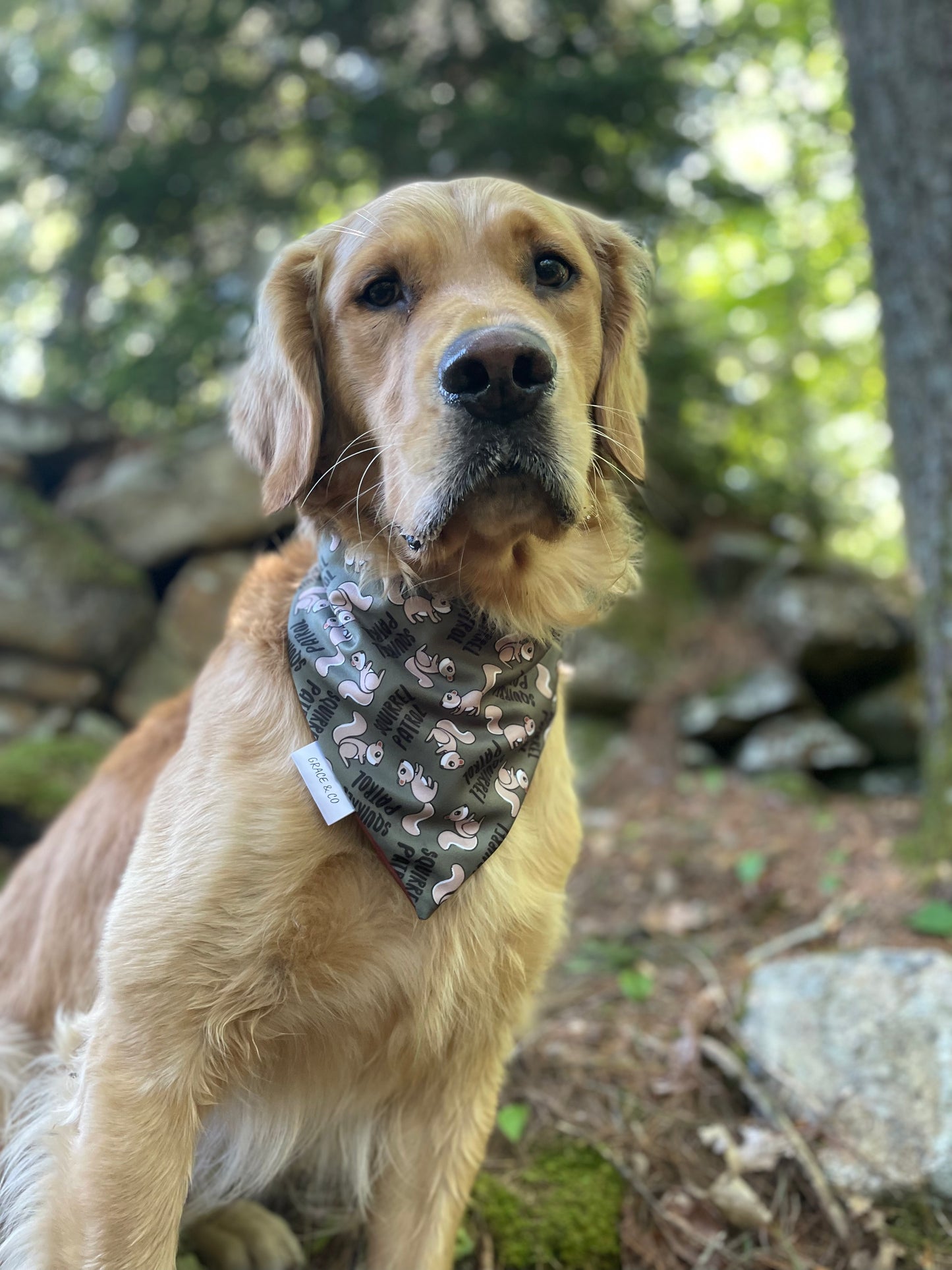 Squirrel Patrol, 2 in 1 Dog Bandana