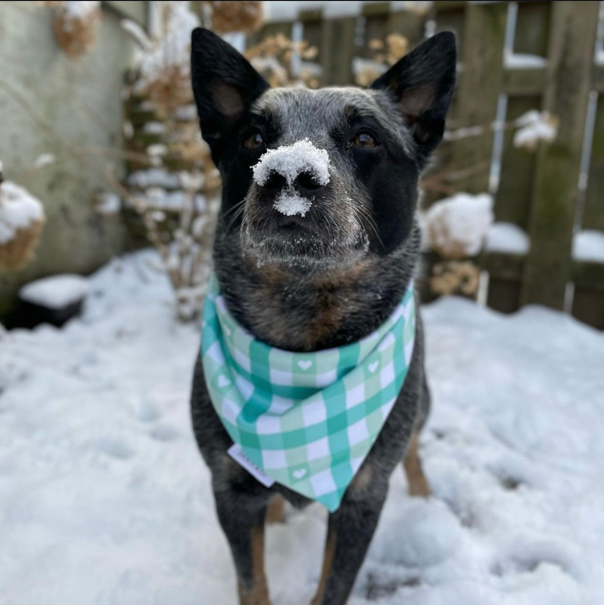 Pup Love Candy Hearts